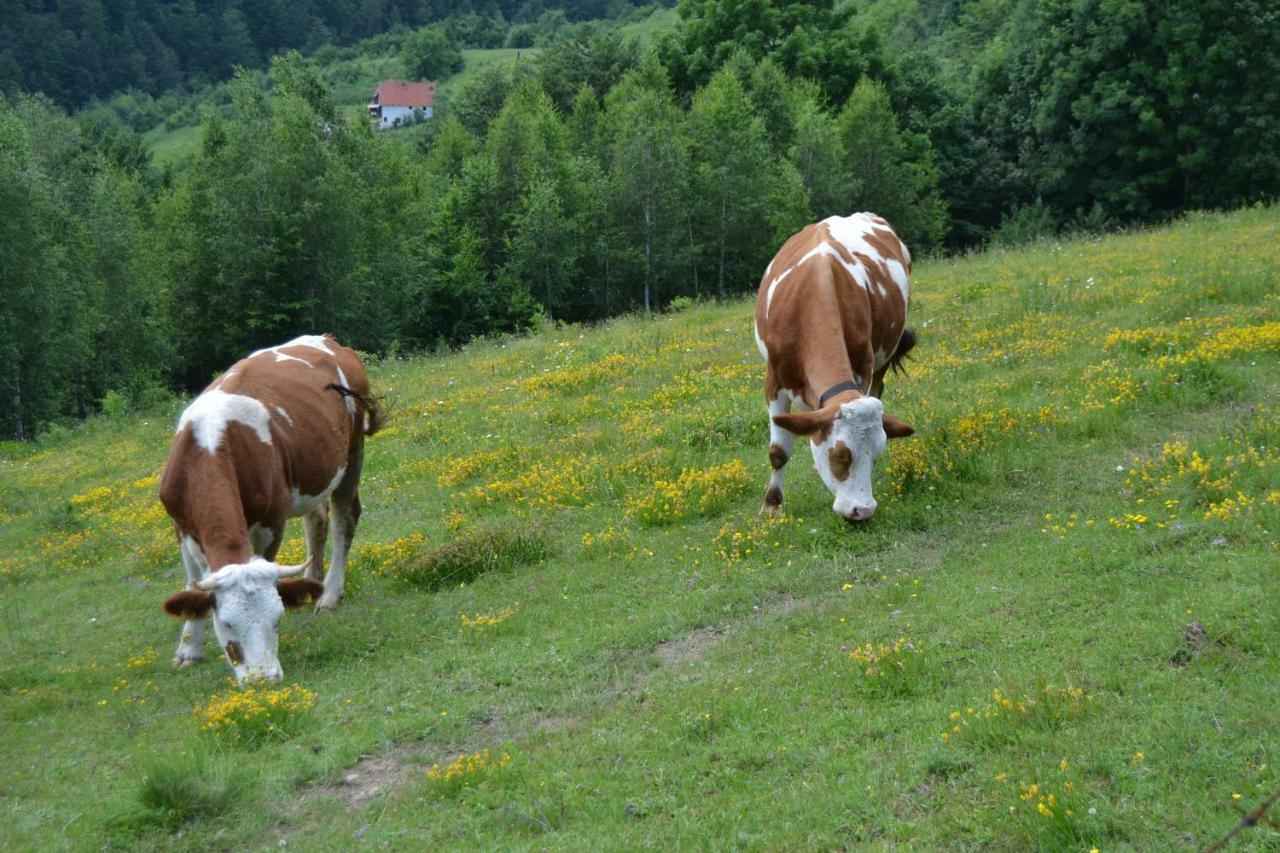 Turizam Koturovic Bed & Breakfast Ivanjica Bagian luar foto
